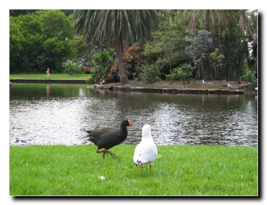 19 Royal Botanic Garden Sydney